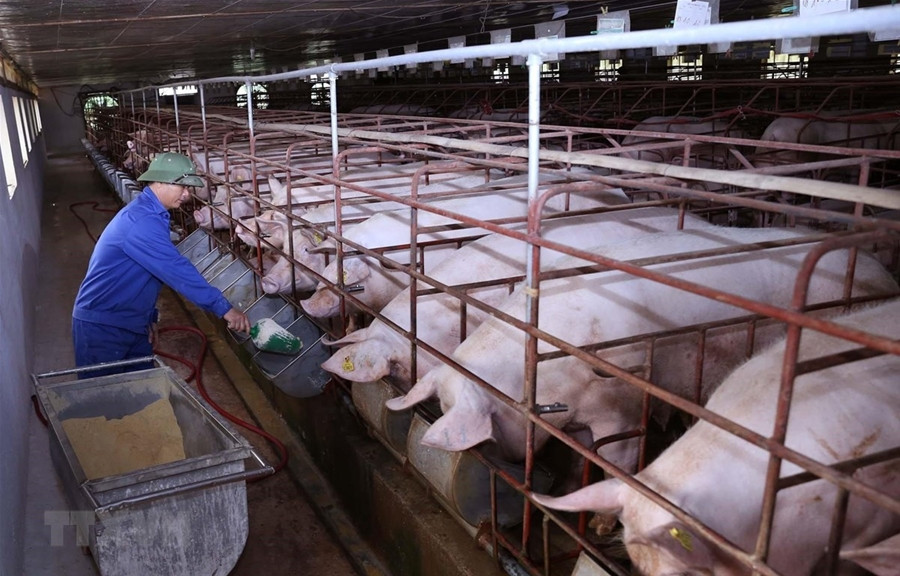 Cân nhắc việc tái đàn lợn nếu bảo đảm chăn nuôi an toàn sinh học